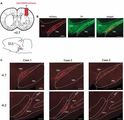 Targeting Catecholaminergic Systems in Transgenic Rats With a CAV-2 Vector Harboring a Cre-Dependent DREADD Cassette